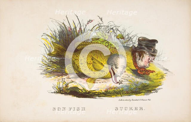 Son Fish and Sucker, from The Comic Natural History of the Human Race, 1851. Creators: Henry Louis Stephens, L. Rosenthal.