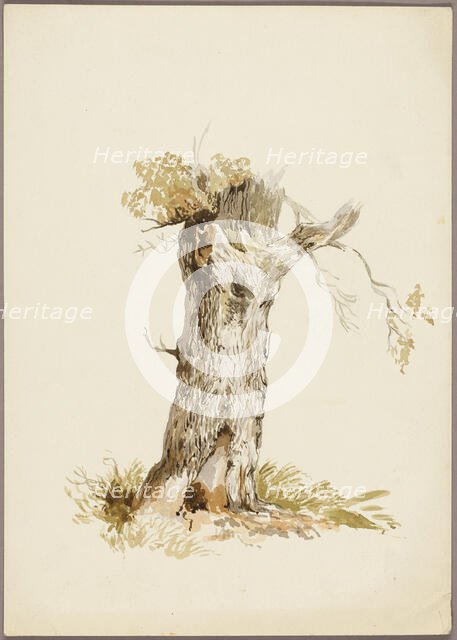 Tree Trunk I, n.d. Creators: Unknown, William Callow.