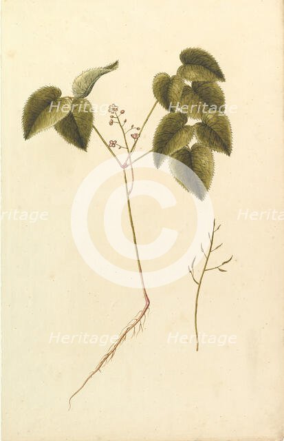 Flower Study, ca. 1820. Creator: Anon.