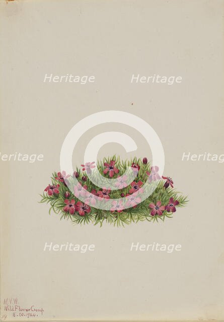 Moss Campion (Silene acaulis), 1924. Creator: Mary Vaux Walcott.
