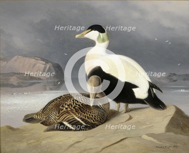 Two Eiders, 1867. Creator: Ferdinand von Wright.
