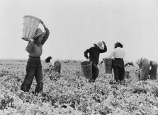 Pea pickers near Calipatria, California, 1939. Creator: Dorothea Lange.