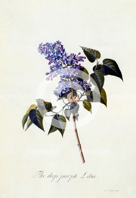 The deep-purple Lilac. Creator: "Georg Dionysius Ehret (1710 - 70); Ehret, Georg Dionysius (1710-1770)".