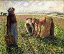 Pea Harvest, Eragny, 1893. Creator: Pissarro, Camille (1830-1903).