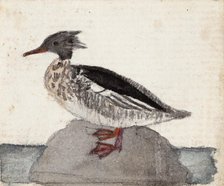 Red-Breasted Merganser, 1831. Creator: Ferdinand von Wright.