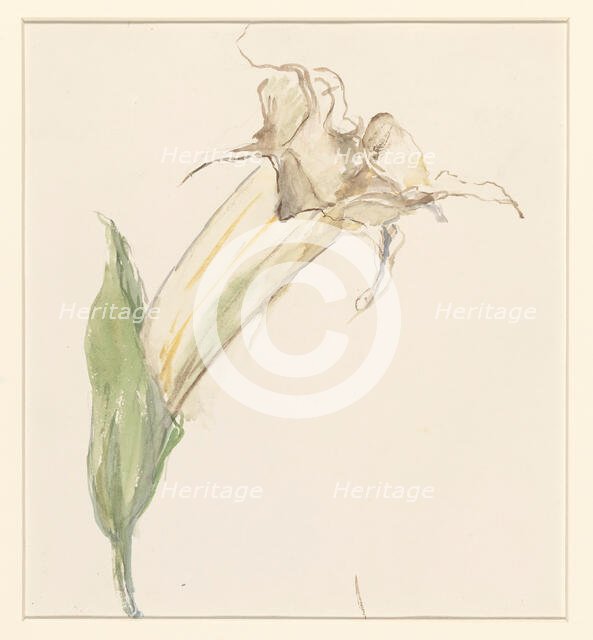 Flower (from a gourd?), 1844-1909. Creator: Sina Mesdag van Houten.