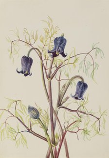 Leather Flower (Clematis hirsutissima), ca. 1930s. Creator: Mary Vaux Walcott.