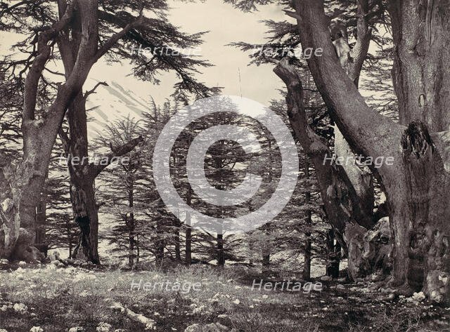 Cedars of Lebanon, ca. 1857. Creator: Francis Frith.