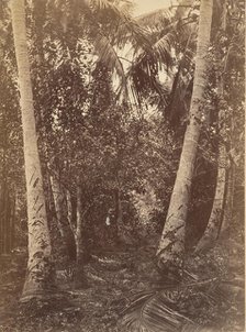 Tropical Scenery, Forest Near Turbo, 1871. Creator: John Moran.