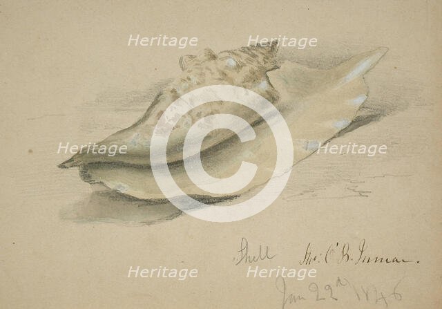 Conch Shell, 1846. Creator: John O'Brien Inman.