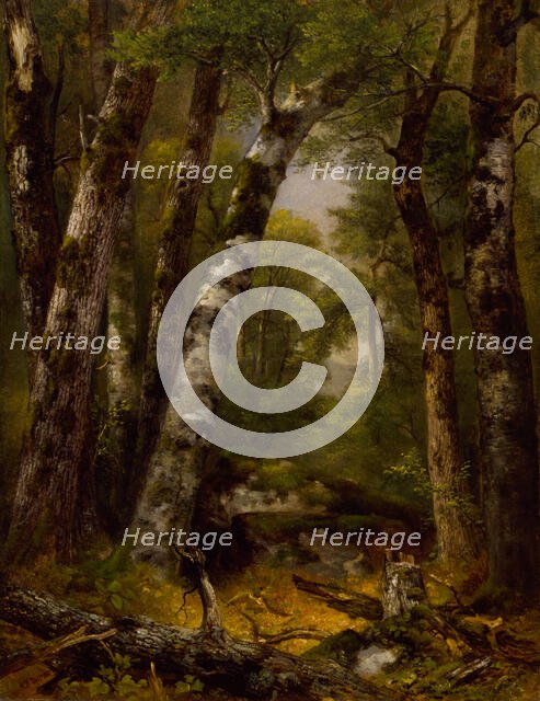 Woodland Glen, ca. 1850-1855. Creator: Asher Brown Durand.