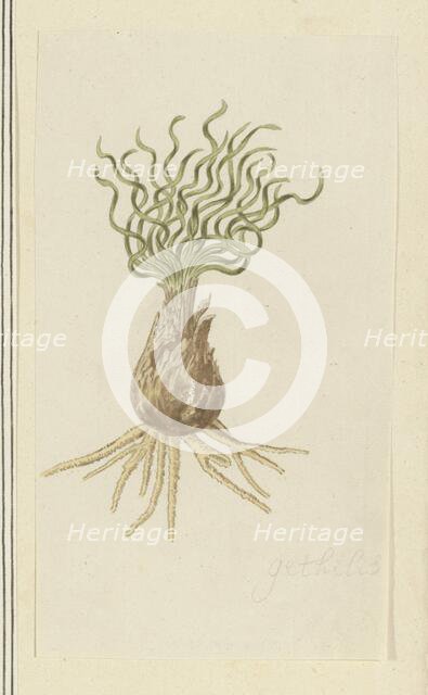 Gethyllis afra L (Kukukmakranka), 1777-1786. Creator: Robert Jacob Gordon.