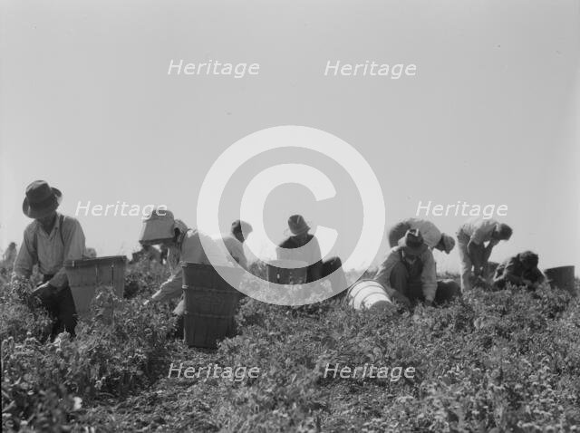 Harvesting peas requires...migratory labor, Nipomo, CA, 1937. Creator: Dorothea Lange.