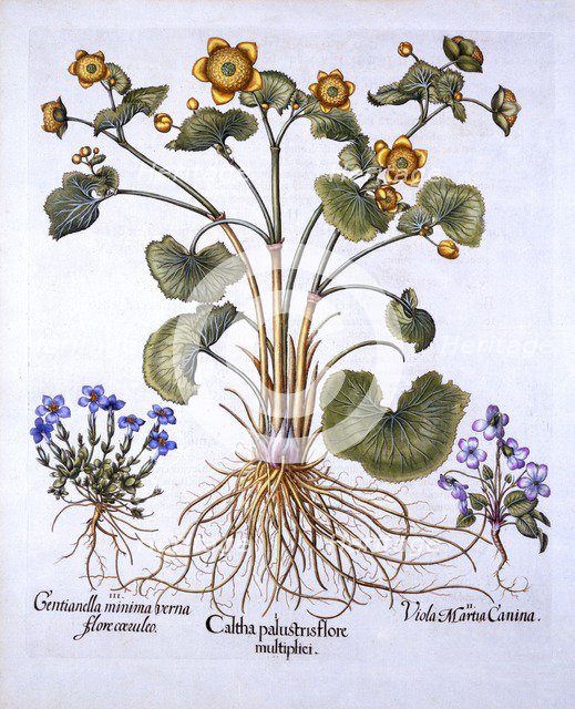 Marsh Marigold, March Violet and Spring Gentian, from 'Hortus Eystettensis', by Basil Besler (1561-1