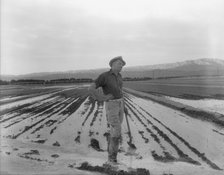 Field worker irrigating alfalfa and barley fields, Near Indio, Coachella Valley, California, 1937. Creator: Dorothea Lange.