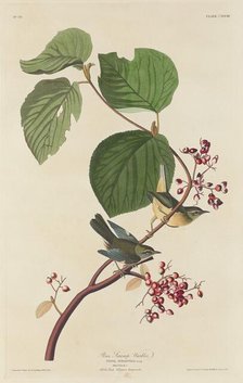 Pine Swamp Warbler, 1832. Creator: Robert Havell.