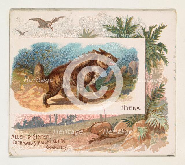 Hyena, from Quadrupeds series (N41) for Allen & Ginter Cigarettes, 1890. Creator: Allen & Ginter.