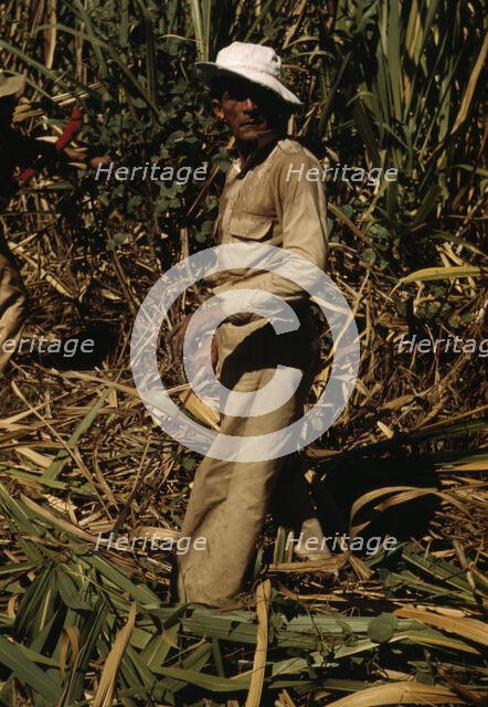 FSA borrower and participant in the sugar cane cooperative, Rio Piedras, Puerto Rico, 1941. Creator: Jack Delano.