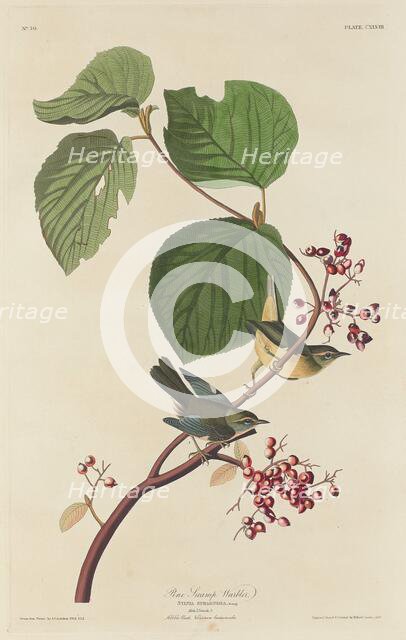 Pine Swamp Warbler, 1832. Creator: Robert Havell.