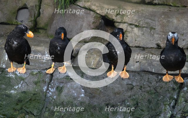 Puffins, Monterey Bay Aquarium, Monterey, California, USA, 2022. Creator: Ethel Davies.