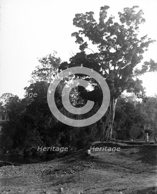Coomera River - Upper Coomera, c1880s. Creator: Robert Augustus Henry L'Estrange.