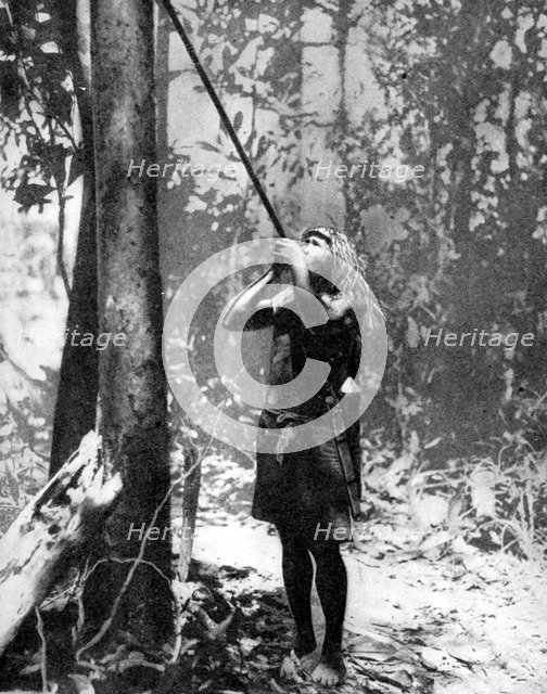 Pygmy tree dweller using a blow-gun, Malaya, 1936.Artist: Malayan Information Agency