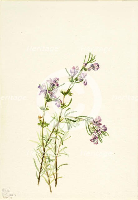 Conradina verticillata, 1934. Creator: Mary Vaux Walcott.