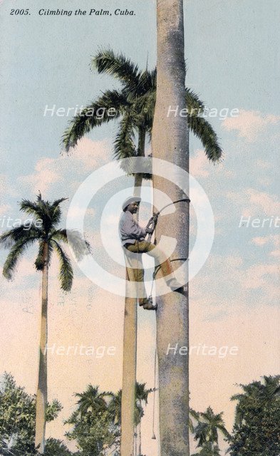 A man climbing a palm tree, Cuba, 1911. Artist: Unknown