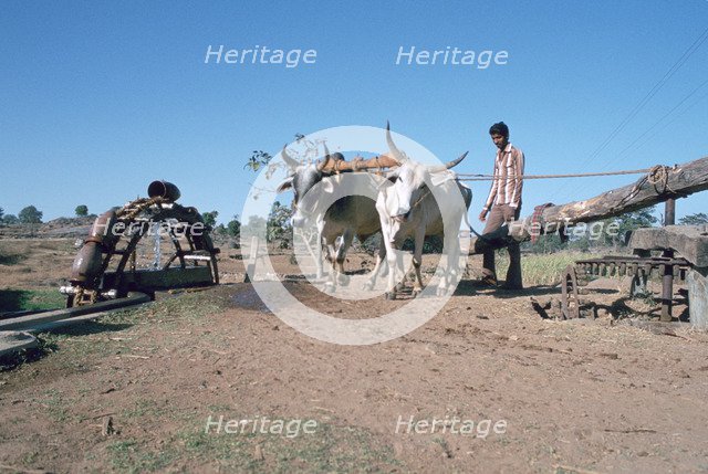 Persian water wheel, Rajasthan, India. 