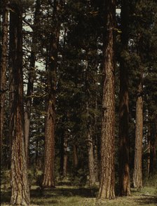 Stand of virgin ponderosa pine, Malheur National Forest, Grant County, Oregon, 1942. Creator: Russell Lee.