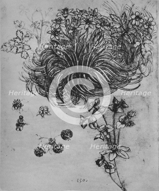 'A Star of Bethlehem and Other Plants', c1480 (1945). Artist: Leonardo da Vinci.