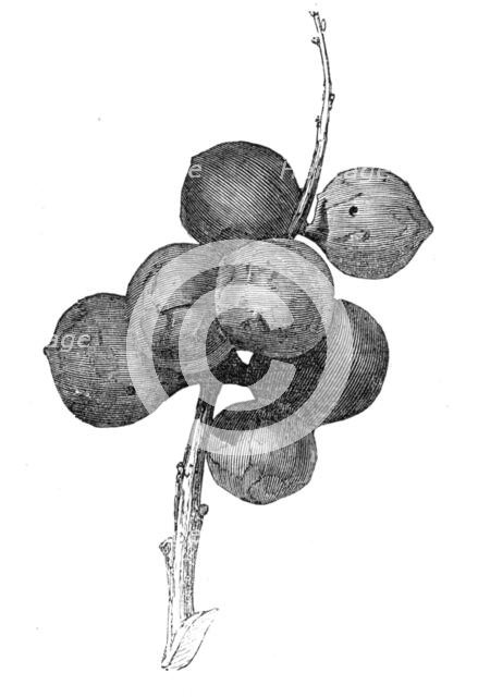 Gall-nuts upon oak trees in Devon, 1857. Creator: Unknown.