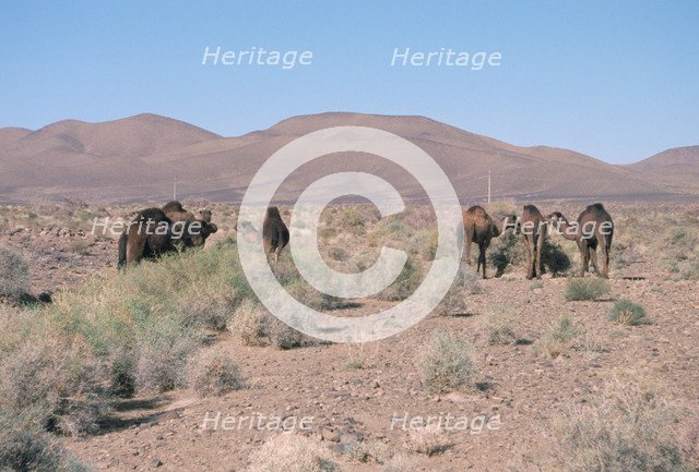 Camels, Trans Atlas road, Morocco.