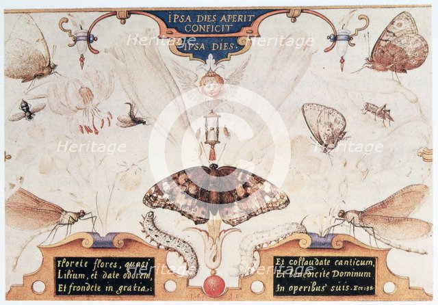 Diptych with flowers and insects, 1591.  Artist: Joris Hoefnagel