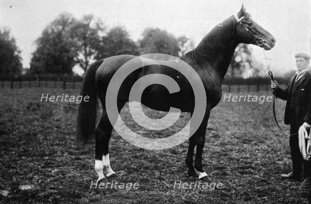 'Surefoot', 1911. Artist: Unknown.