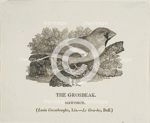 Grosbeak, n.d. Creator: Thomas Bewick.