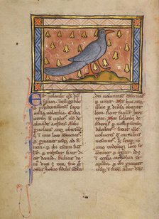 A Coot; Bestiary, about 1270. Creator: Unknown.