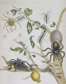 Spiders with their eggs, 1705. Creator: Pieter Sluyter.