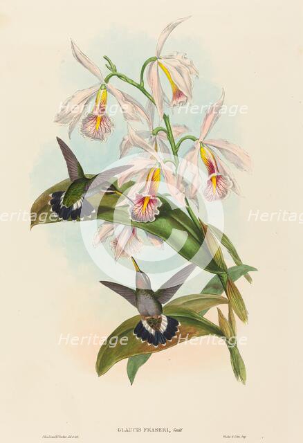 Glaucis fraseri (Fraser's Barbed-throat). Creators: John Gould, Henry Constantine Richter.