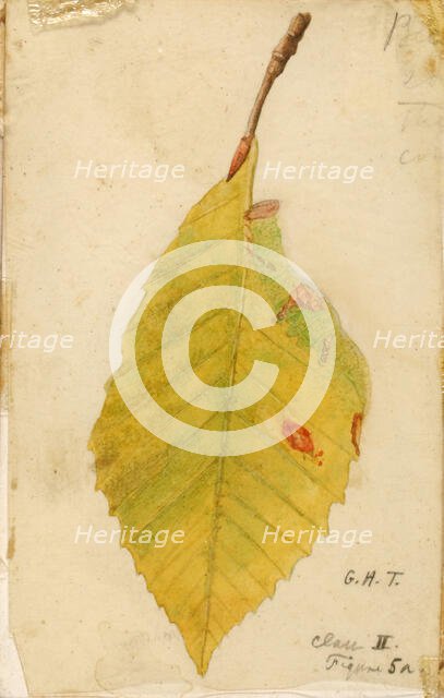 Crumpled and Withered Leaf Edge Mimicking Caterpillar..., late 19th-early 20th century. Creator: Emma Beach Thayer.