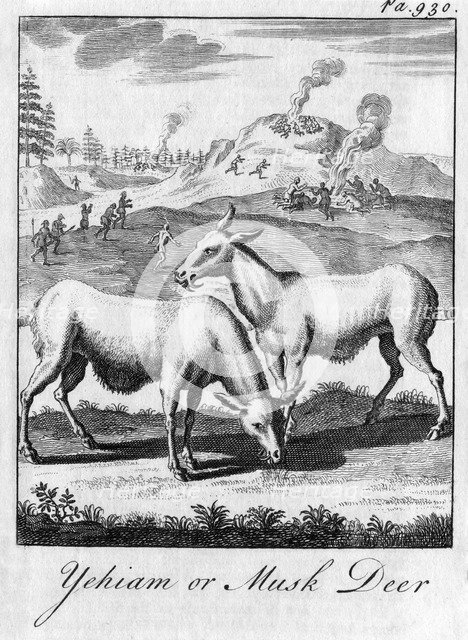 'Yehiam or Musk Deer', c18th century. Artist: Unknown
