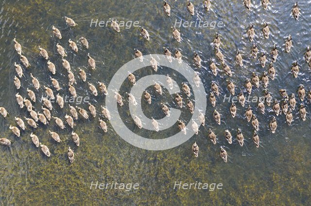 Ducks on a pond, Allerton Park, Allerton Mauleverer, North Yorkshire, 2019. Creator: Alun Bull.