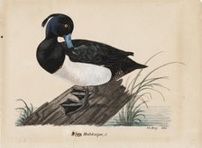 Tufted Duck, 1835. Creator: Magnus von Wright.