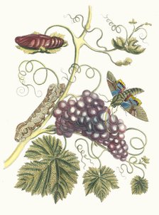 Vigne d'Amerique. From the Book Metamorphosis insectorum Surinamensium, 1705. Creator: Merian, Maria Sibylla (1647-1717).