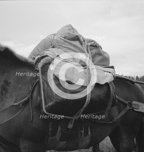 Pack animal coming down from summer sheep camp, Adams County, Idaho, 1939. Creator: Dorothea Lange.