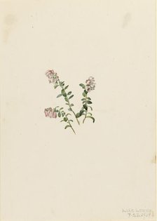 Mountain Cranberry (Vaccinium vitisidaea minus), 1907. Creator: Mary Vaux Walcott.