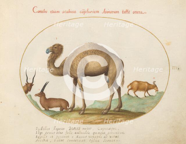 Animalia Qvadrvpedia et Reptilia (Terra): Plate III, c. 1575/1580. Creator: Joris Hoefnagel.