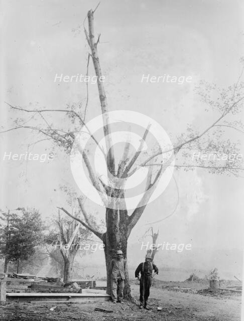Tree stripped by Geneva, N.Y. cyclone, between c1910 and c1915. Creator: Bain News Service.
