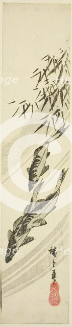 Fish in a stream, c. 1840. Creator: Ando Hiroshige.