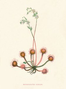 'Round-Leaved Sundew', c1891, (1891). Artist: Anne Pratt.